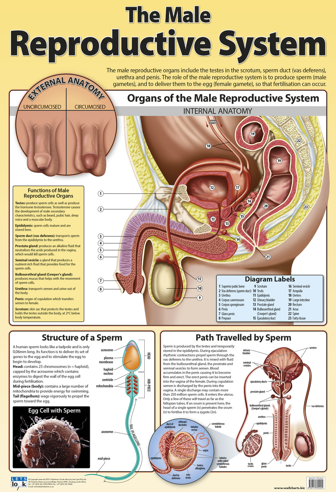 The Male Reproductive System - Lets Look