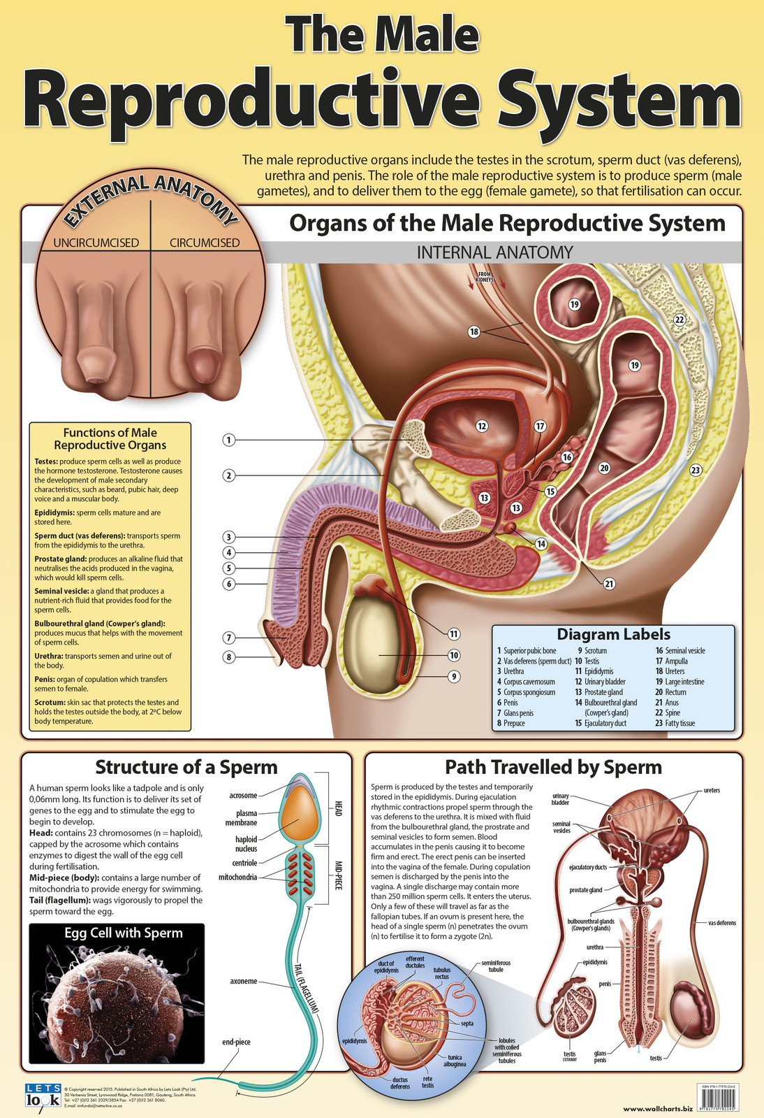 The Male Reproductive System Lets Look