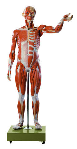 Anatomical Male Muscle Figure