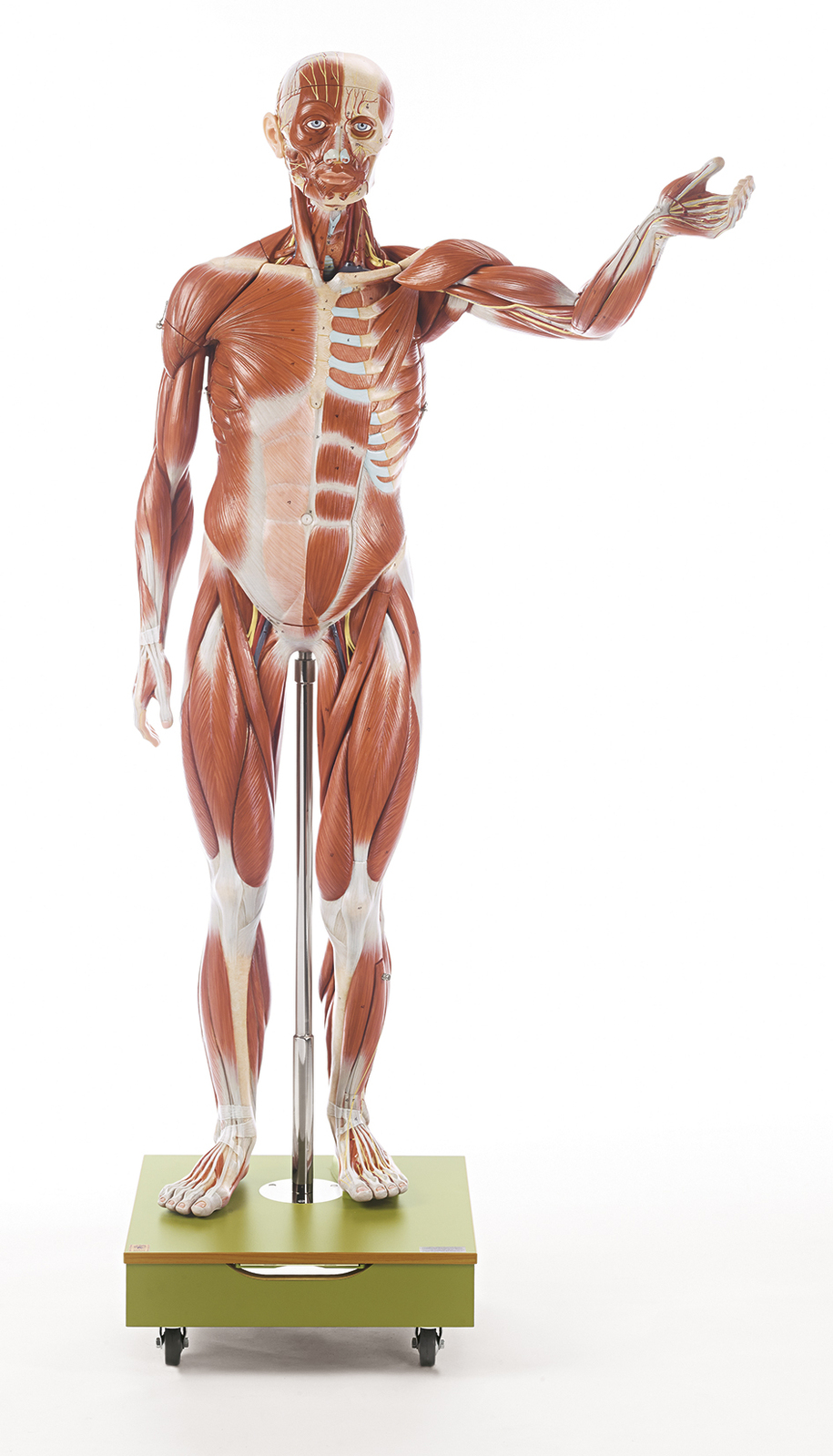 Anatomical Male Muscle Figure