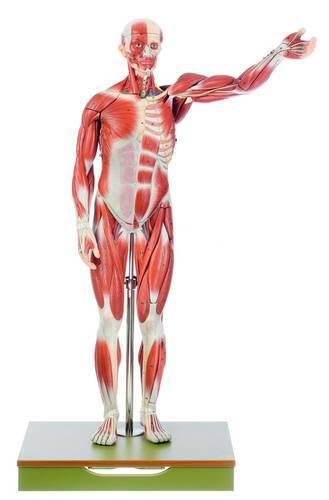 Anatomical Male Muscle Model