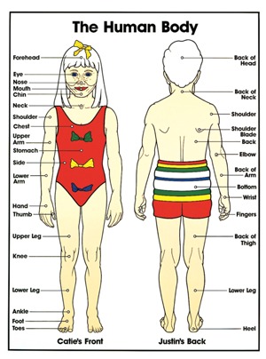 The Human Body Poster Available at Mentone Educational