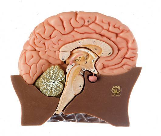 Half of the Brain