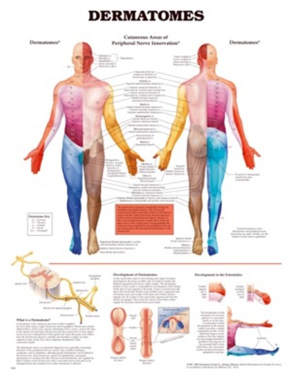 Dermatomes And Myotomes Chart Pdf