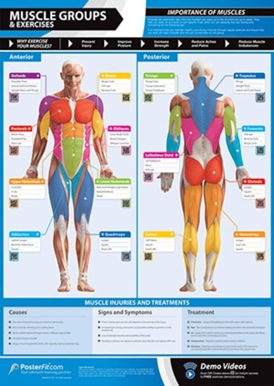 Gym and Fitness Chart - Muscle Groups And Exercises (L)