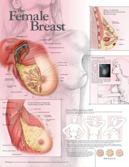 Anatomical Chart Female Breast
