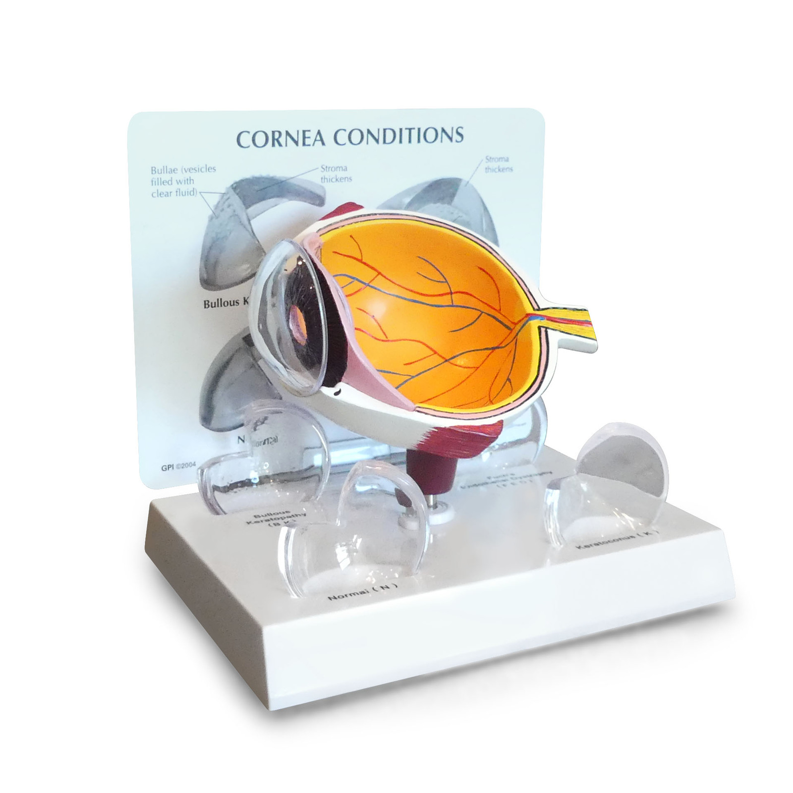 eye anatomy model