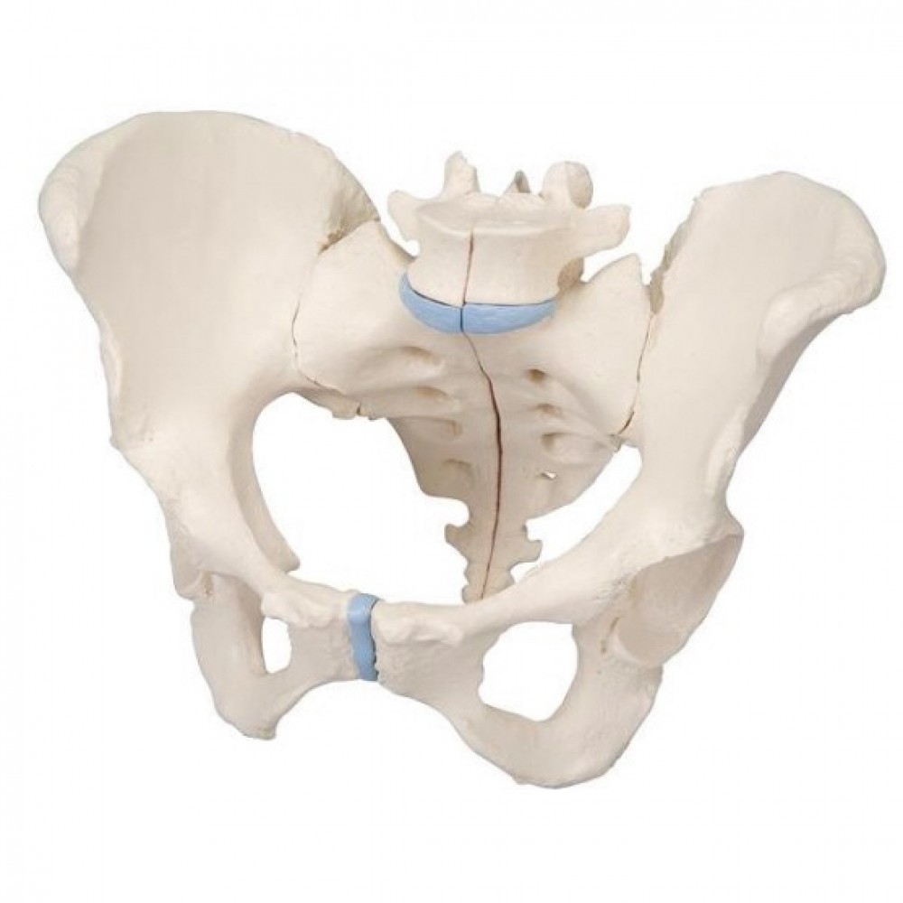 Anatomical Model- Female Pelvis, 3 part