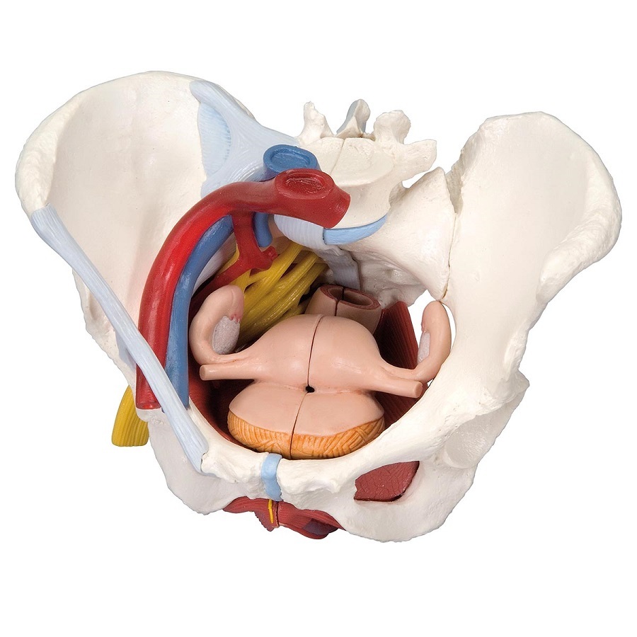 Anatomical Models of Female Pelvis with Ligaments, Vessels ...