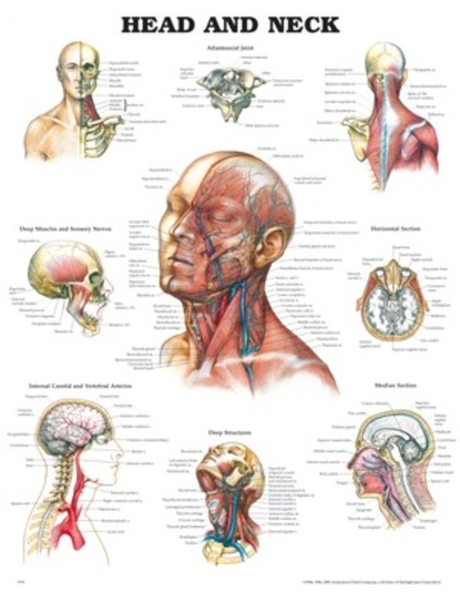 Anatomical Head Neck Chart