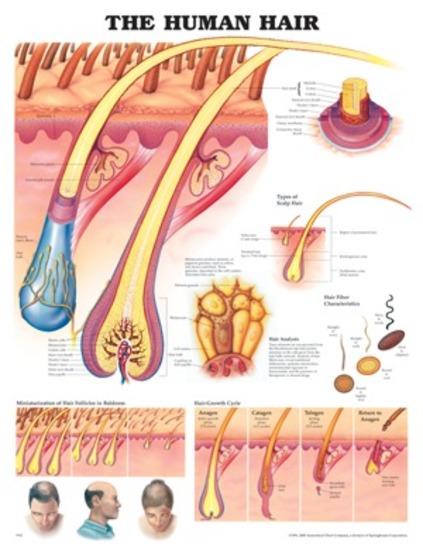 Anatomical Chart- The Human Hair