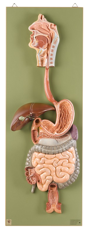 Digestive Tract (2pt) | Digestive System