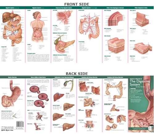 Anatomical Pocket Chart- Anatomy & Disorders of The Digestive System
