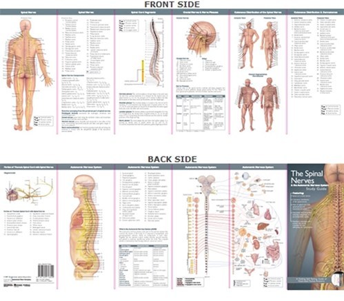 Autonomic Nervous System Chart Poster