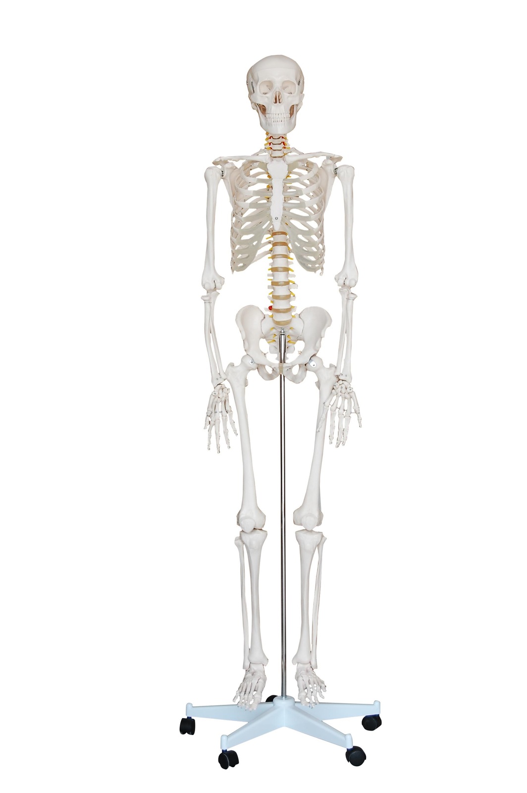 human skeleton model full size