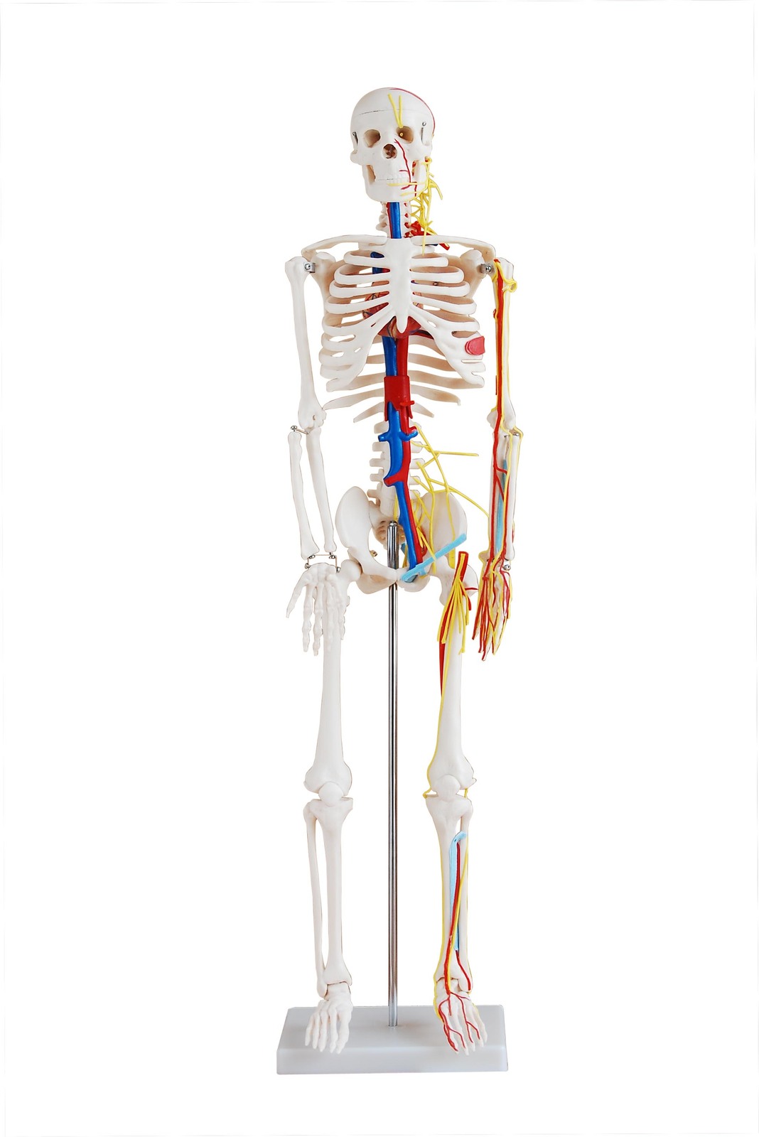 Human Shoulder Joint Simulation Anatomy Skeleton Model Kids Teaching Tools