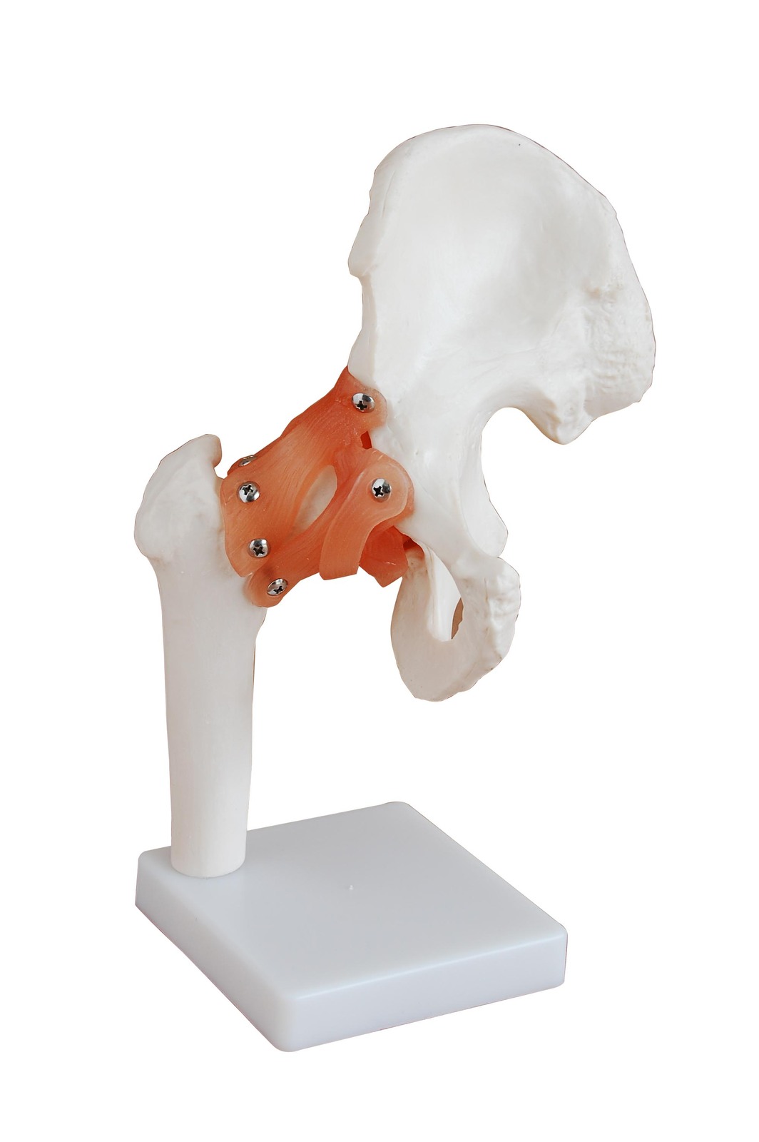 Anatomical Life-Size Hip Joint Model