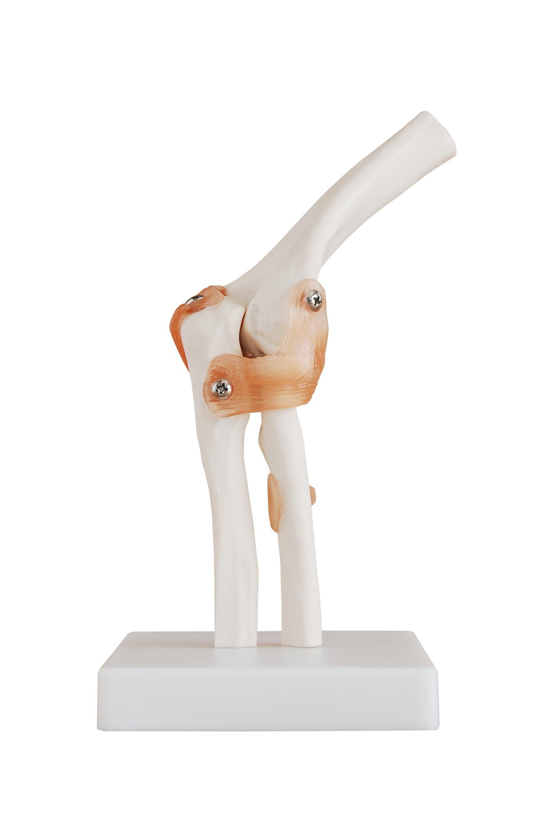 Anatomical Life-Size Elbow Joint Model