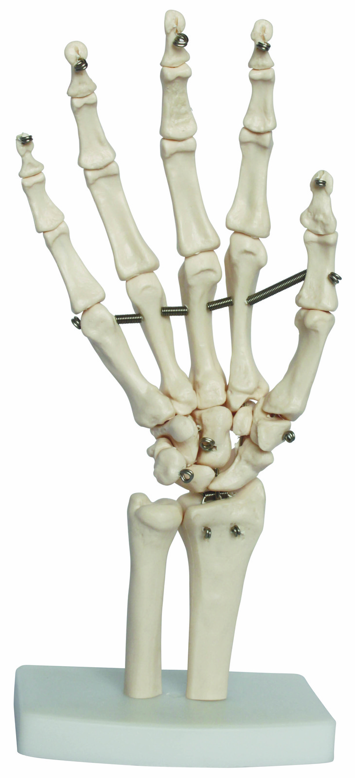 Anatomical Life-Size Hand Joint Model