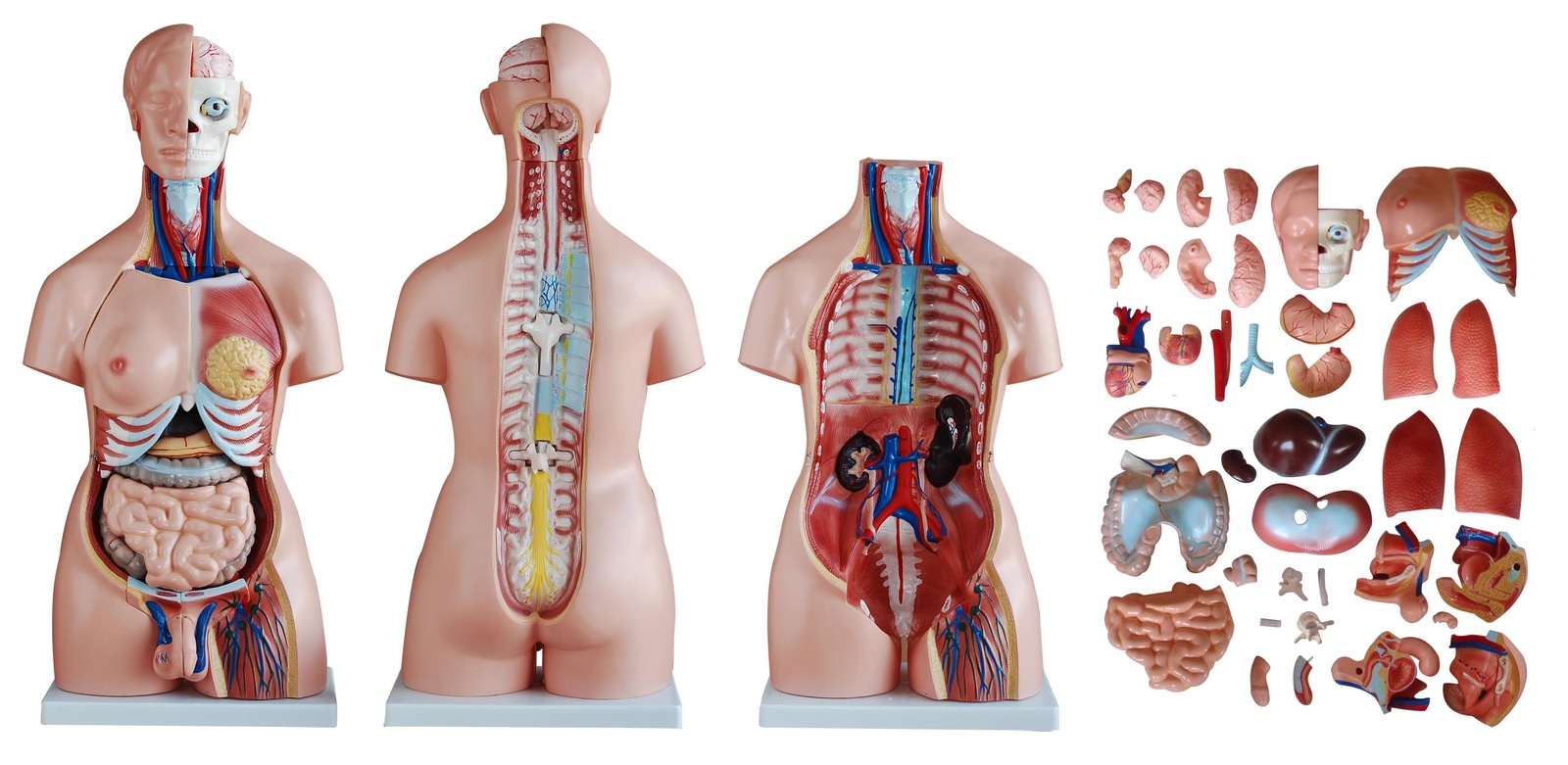 85cm Unisex Torso 40 Parts 525 3d anatomy models available for download. aud