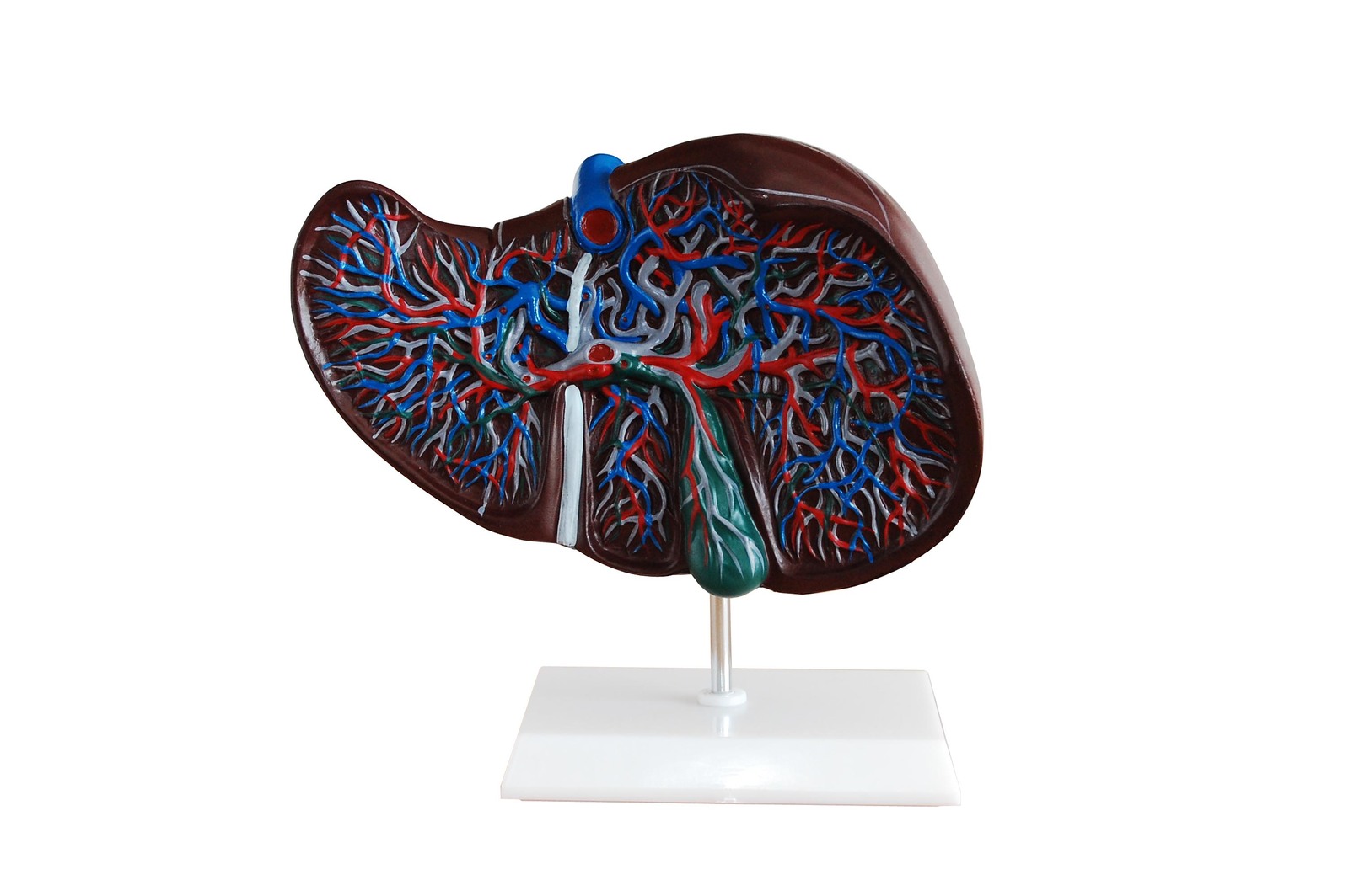 Liver Model