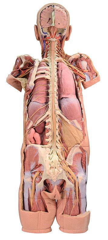 Anatomical Model- Nervous System Dissection