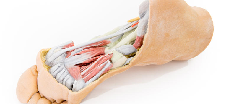 Anatomical Model- Foot Deep plantar structures