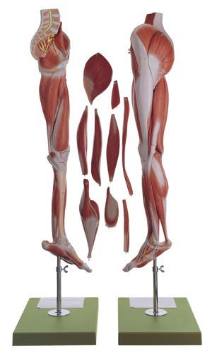 Muscles of the Leg with Base of Pelvis | Leg Model Muscles