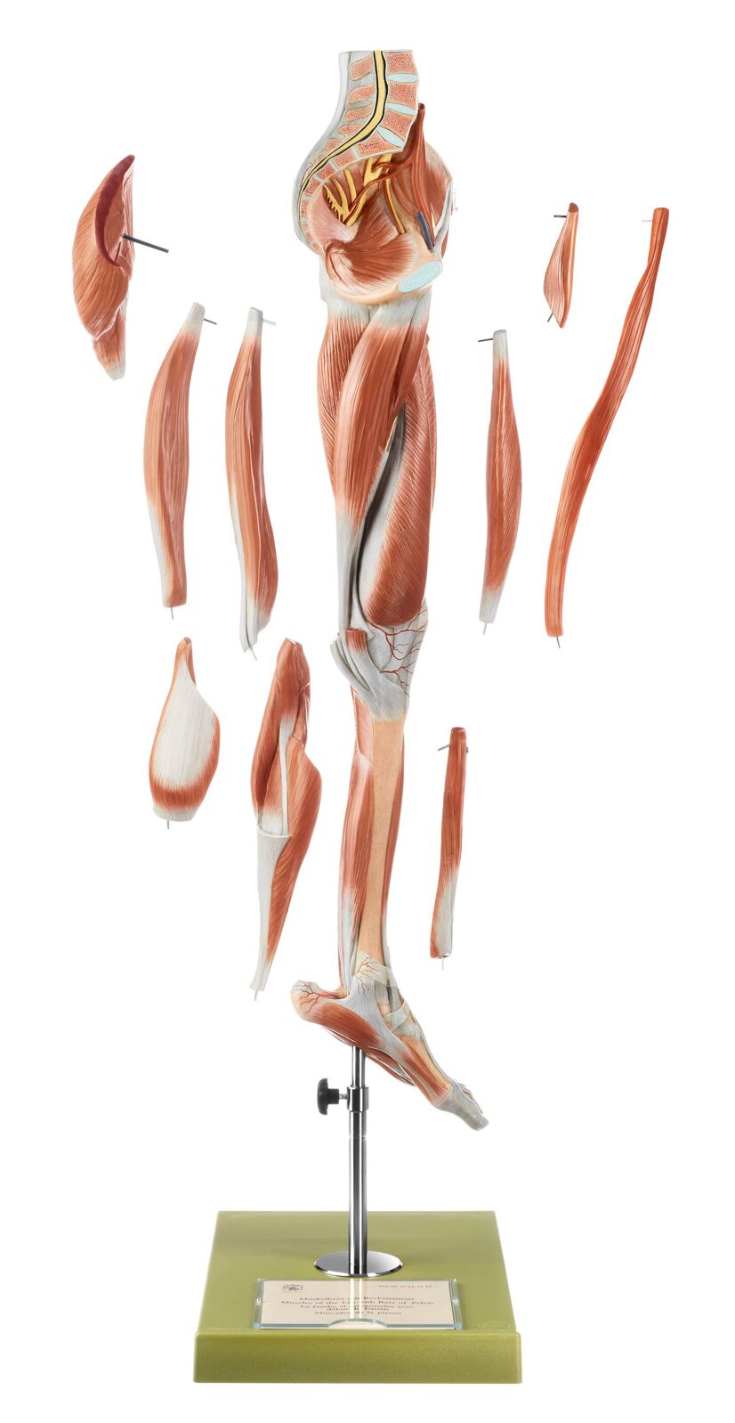 Muscles of the Leg with Base of Pelvis | Leg Model Muscles