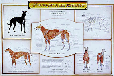Anatomy of a greyhound - Mentone