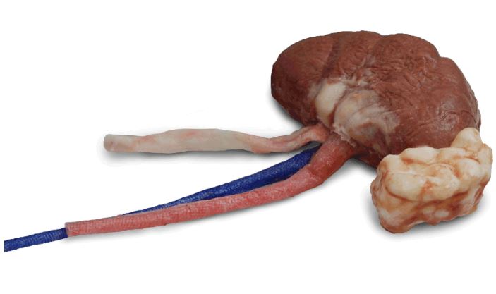 synthetic cadaver models