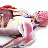 Synthetic Cadaver- SynDaver Anatomy Model