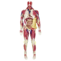 SynDaver Synthetic Human SynTissue G2 Anatomy Model Female