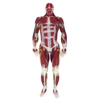 SynDaver Synthetic Human Silicone G3 Anatomy Model Female