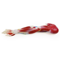 SynDaver Synthetic Human Silicone G3 Anatomy Arm