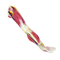 SynDaver Synthetic Human SynTissue G2 Anatomy Leg