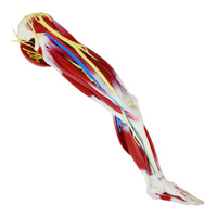 SynDaver Synthetic Human Silicone G3 Anatomy Leg