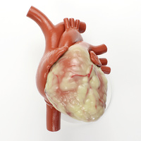Heart, Non-Patent