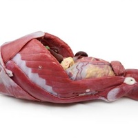 Canine Abdominal Surgical Trainer