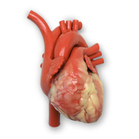 Heart with Valves, Patent