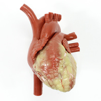 CABG Heart, Non-Patent