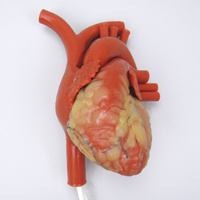 Beating Heart