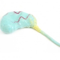 Gall Bladder