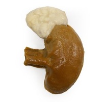 Kidney