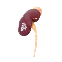 SynDaver Silicone Kidney Standard