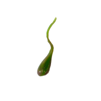 SynDaver Silicone Gall Bladder