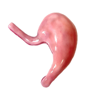 SynDaver Silicone Stomach