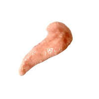 SynDaver Silicone Pancreas Standard