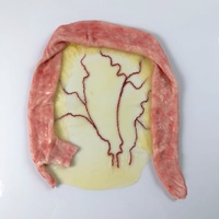 SynDaver SynTissue Complex Large Intestine