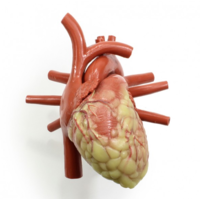 Larger Adult Heart Model